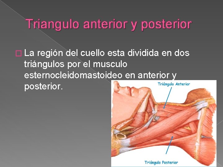 Triangulo anterior y posterior � La región del cuello esta dividida en dos triángulos Triangulo anterior y posterior � La región del cuello esta dividida en dos triángulos