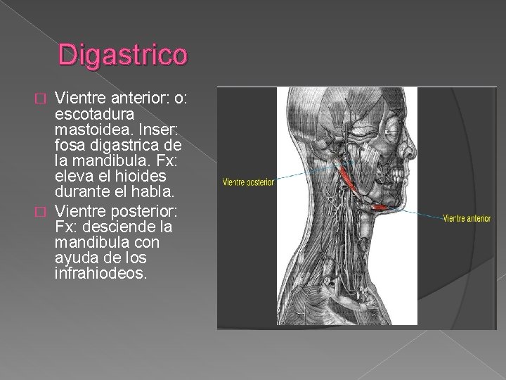 Digastrico Vientre anterior: o: escotadura mastoidea. Inser: fosa digastrica de la mandibula. Fx: eleva