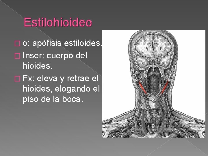 Estilohioideo � o: apófisis estiloides. � Inser: cuerpo del hioides. � Fx: eleva y Estilohioideo � o: apófisis estiloides. � Inser: cuerpo del hioides. � Fx: eleva y