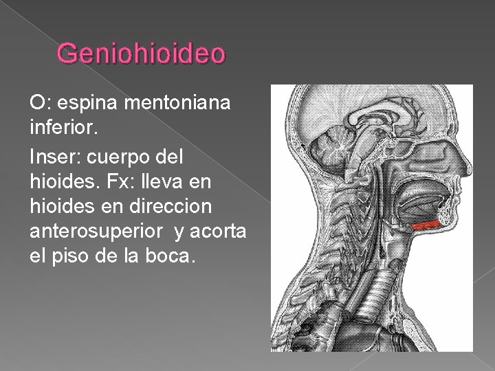 Geniohioideo O: espina mentoniana inferior. Inser: cuerpo del hioides. Fx: lleva en hioides en