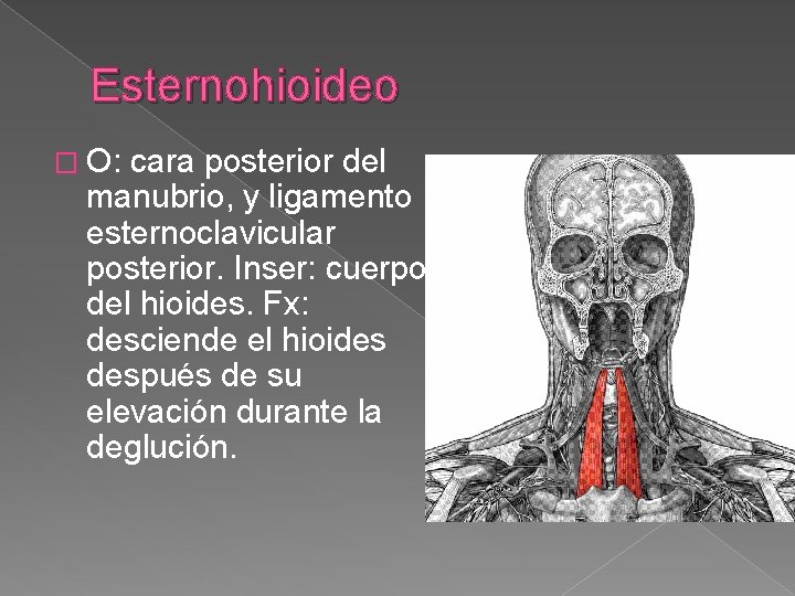 Esternohioideo � O: cara posterior del manubrio, y ligamento esternoclavicular posterior. Inser: cuerpo del Esternohioideo � O: cara posterior del manubrio, y ligamento esternoclavicular posterior. Inser: cuerpo del