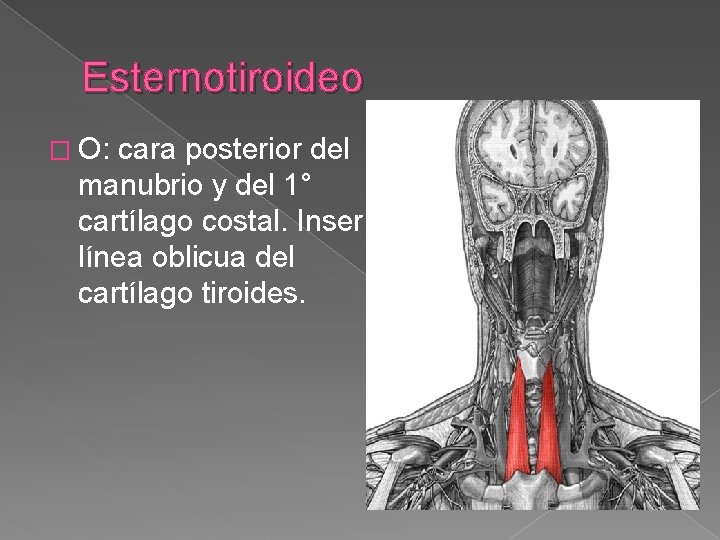 Esternotiroideo � O: cara posterior del manubrio y del 1° cartílago costal. Inser: línea Esternotiroideo � O: cara posterior del manubrio y del 1° cartílago costal. Inser: línea