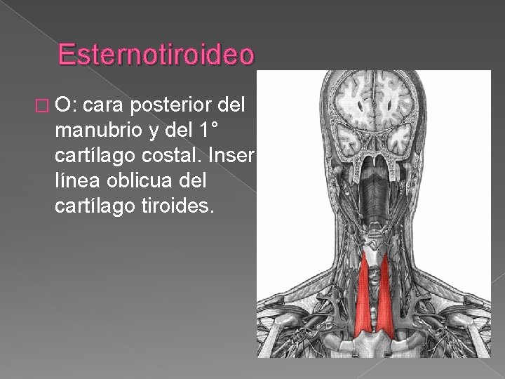 Esternotiroideo � O: cara posterior del manubrio y del 1° cartílago costal. Inser: línea