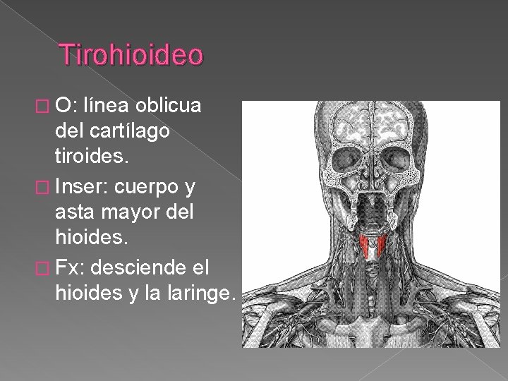 Tirohioideo � O: línea oblicua del cartílago tiroides. � Inser: cuerpo y asta mayor