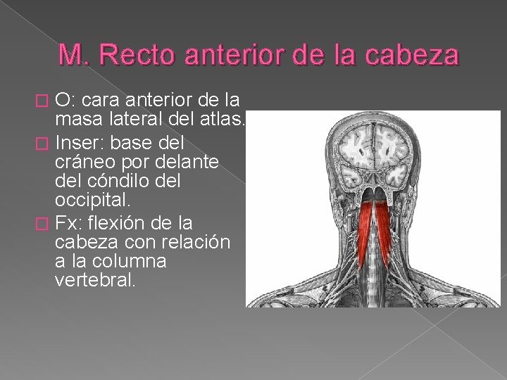 M. Recto anterior de la cabeza O: cara anterior de la masa lateral del