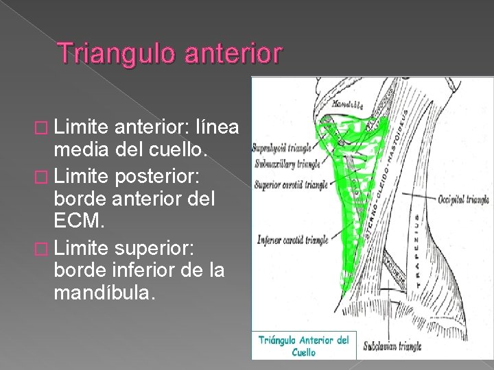 Triangulo anterior � Limite anterior: línea media del cuello. � Limite posterior: borde anterior