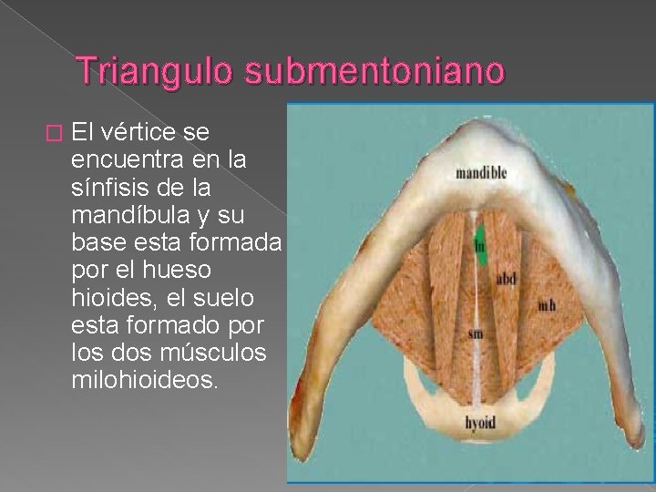 Triangulo submentoniano � El vértice se encuentra en la sínfisis de la mandíbula y