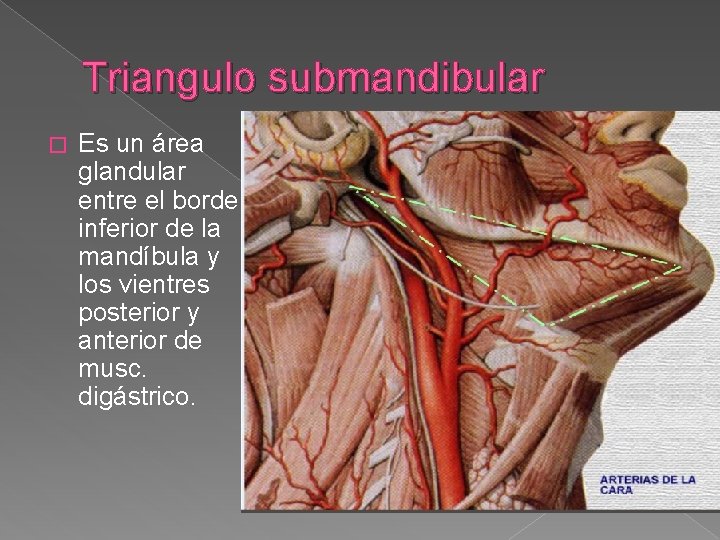 Triangulo submandibular � Es un área glandular entre el borde inferior de la mandíbula Triangulo submandibular � Es un área glandular entre el borde inferior de la mandíbula