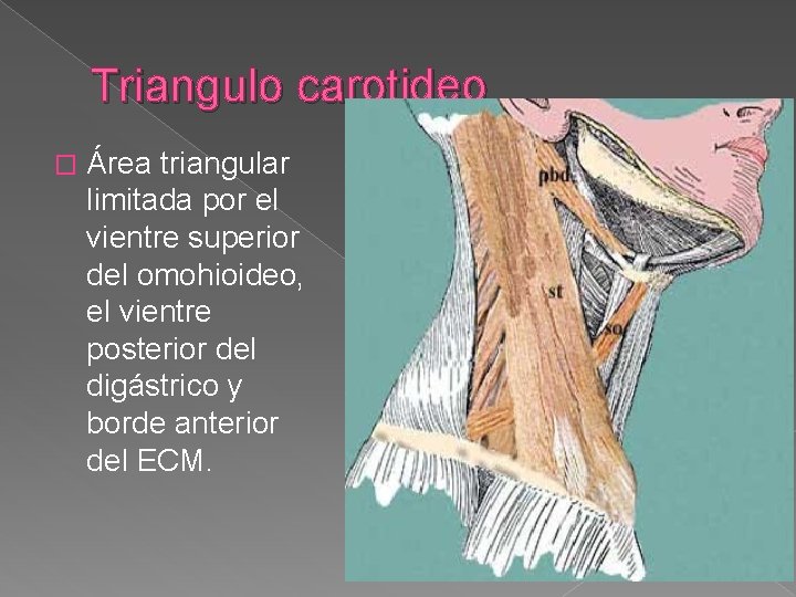 Triangulo carotideo � Área triangular limitada por el vientre superior del omohioideo, el vientre Triangulo carotideo � Área triangular limitada por el vientre superior del omohioideo, el vientre