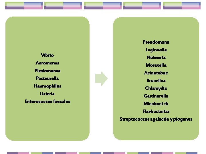 Vibrio Aeromonas Plesiomonas Pasteurella Haemophilus Listeria Enterococcus faecalus Pseudomona Legionella Neisseria Moraxella Acinetobac Brucellaa