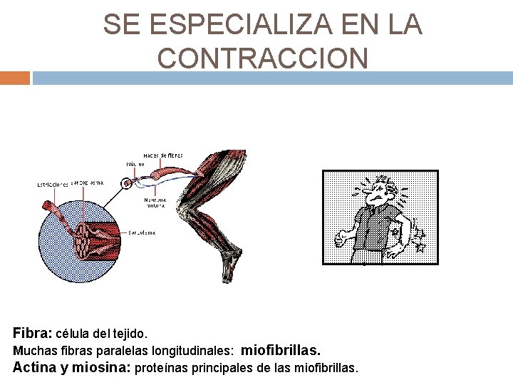 SE ESPECIALIZA EN LA CONTRACCION Fibra: célula del tejido. Muchas fibras paralelas longitudinales: miofibrillas.