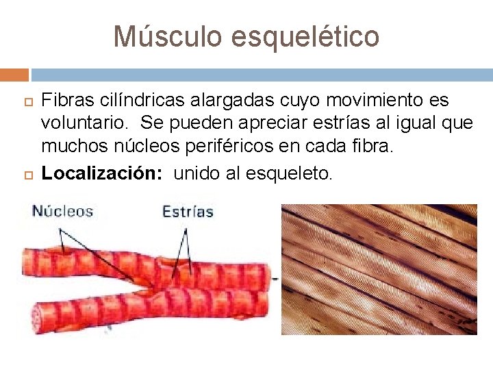 Músculo esquelético Fibras cilíndricas alargadas cuyo movimiento es voluntario. Se pueden apreciar estrías al