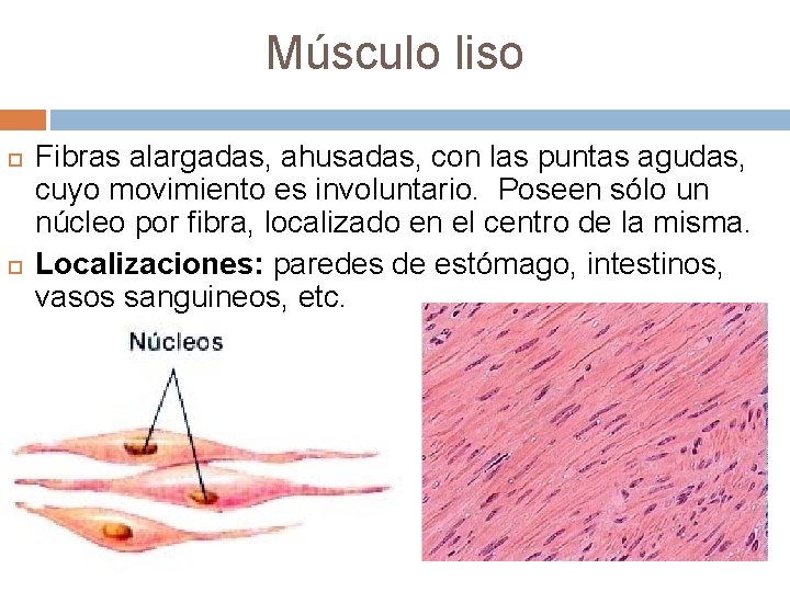 Músculo liso Fibras alargadas, ahusadas, con las puntas agudas, cuyo movimiento es involuntario. Poseen