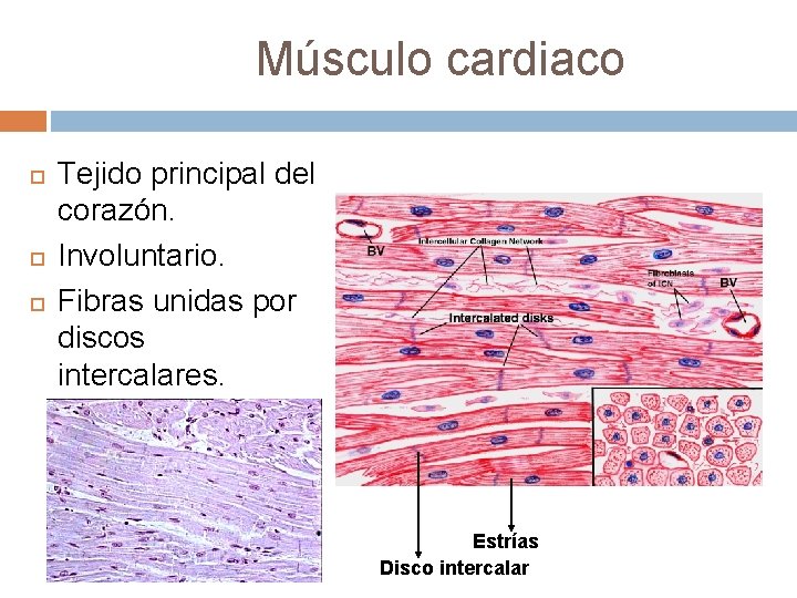 Músculo cardiaco Tejido principal del corazón. Involuntario. Fibras unidas por discos intercalares. Estrías Disco