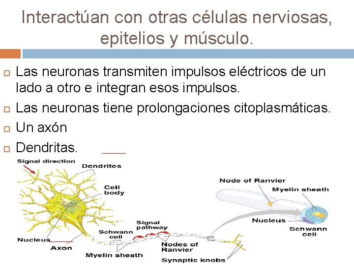 Interactúan con otras células nerviosas, epitelios y músculo. Las neuronas transmiten impulsos eléctricos de