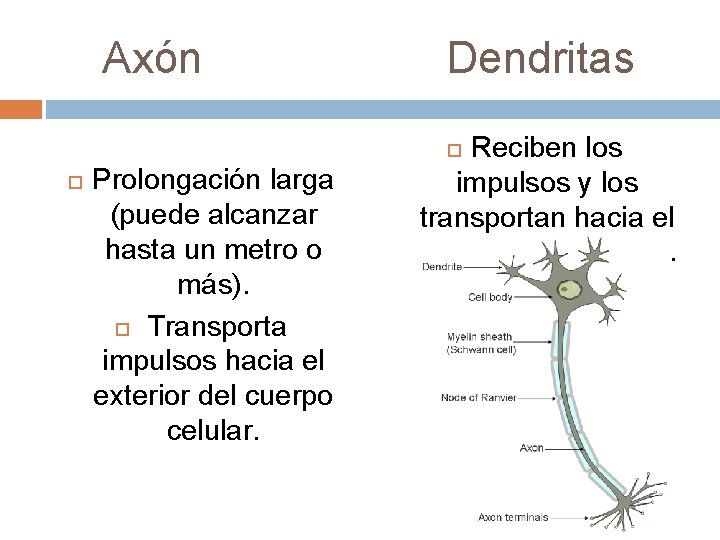 Axón Dendritas Reciben los impulsos y los transportan hacia el cuerpo de la célula.