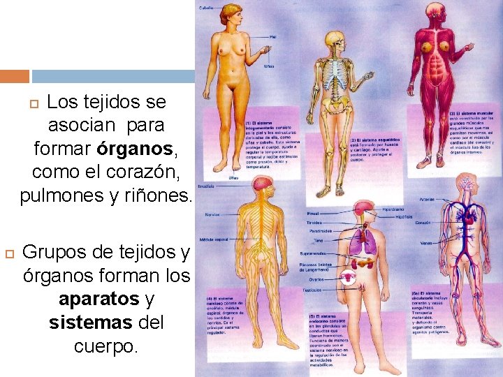 Los tejidos se asocian para formar órganos, como el corazón, pulmones y riñones. Grupos
