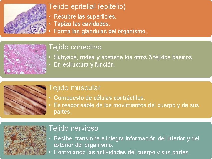 Tejido epitelial (epitelio) • Recubre las superficies. • Tapiza las cavidades. • Forma las