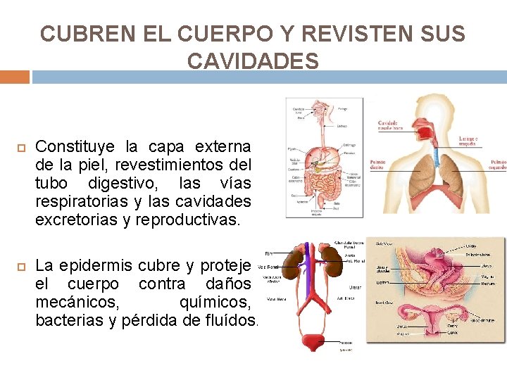 CUBREN EL CUERPO Y REVISTEN SUS CAVIDADES Constituye la capa externa de la piel,