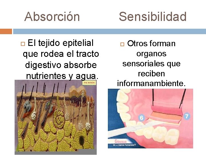 Absorción Sensibilidad El tejido epitelial que rodea el tracto digestivo absorbe nutrientes y agua.