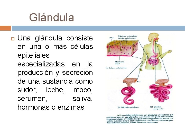 Glándula Una glándula consiste en una o más células epiteliales especializadas en la producción