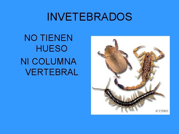 INVETEBRADOS NO TIENEN HUESO NI COLUMNA VERTEBRAL 