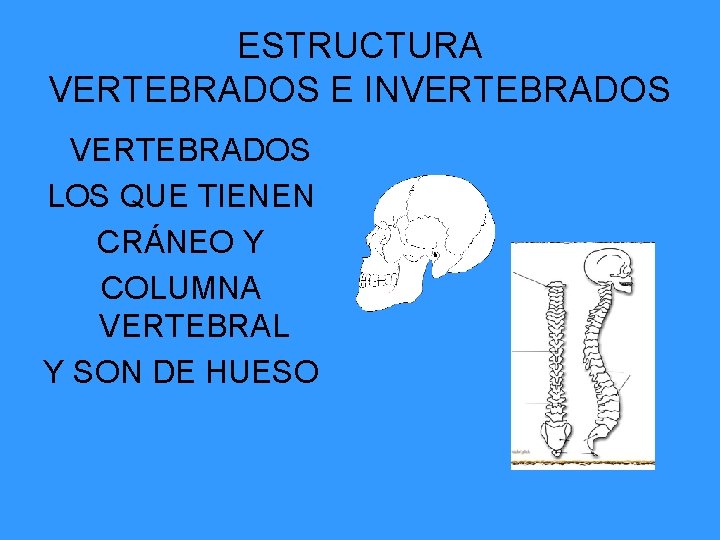 ESTRUCTURA VERTEBRADOS E INVERTEBRADOS LOS QUE TIENEN CRÁNEO Y COLUMNA VERTEBRAL Y SON DE