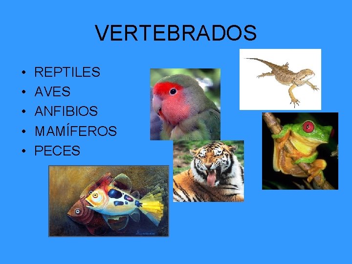 VERTEBRADOS • • • REPTILES AVES ANFIBIOS MAMÍFEROS PECES 