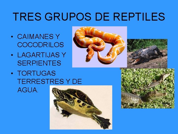 TRES GRUPOS DE REPTILES • CAIMANES Y COCODRILOS • LAGARTIJAS Y SERPIENTES • TORTUGAS