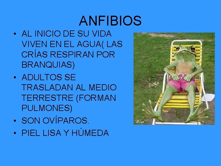 ANFIBIOS • AL INICIO DE SU VIDA VIVEN EN EL AGUA( LAS CRÍAS RESPIRAN