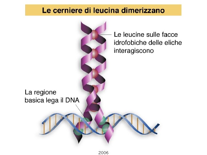 Lewin, IL GENE VIII, Zanichelli editore S. p. A. Copyright © 2006 Lewin, IL GENE VIII, Zanichelli editore S. p. A. Copyright © 2006