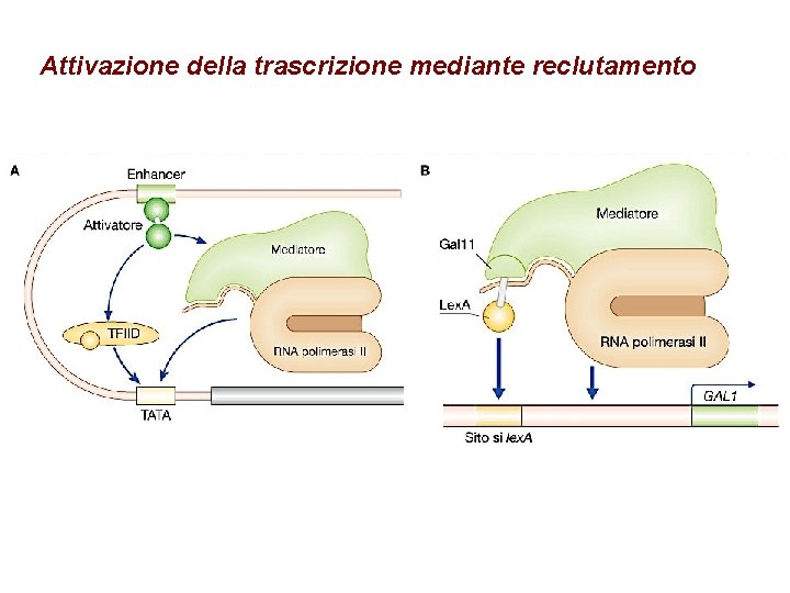 Attivazione della trascrizione mediante reclutamento 