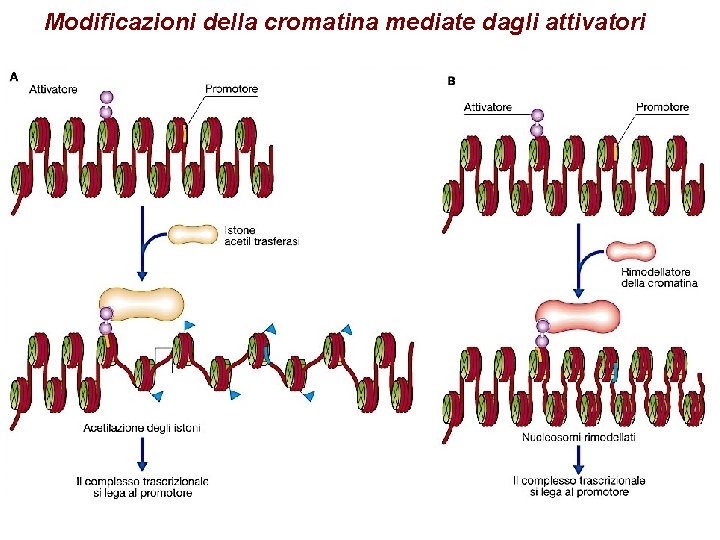 Modificazioni della cromatina mediate dagli attivatori 