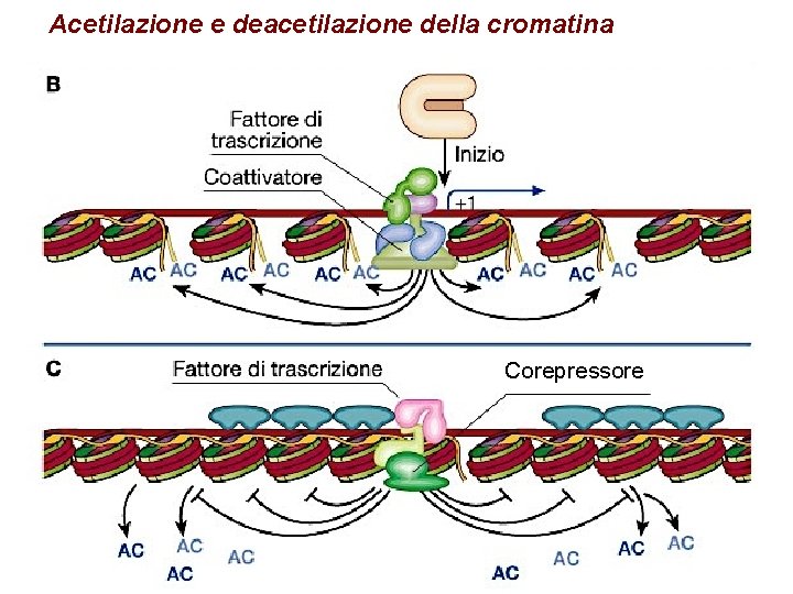 Acetilazione e deacetilazione della cromatina Corepressore 