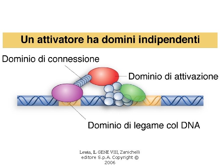 Lewin, IL GENE VIII, Zanichelli editore S. p. A. Copyright © 2006 