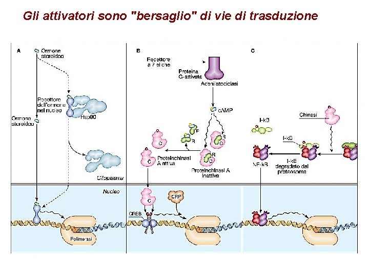 Gli attivatori sono "bersaglio" di vie di trasduzione 