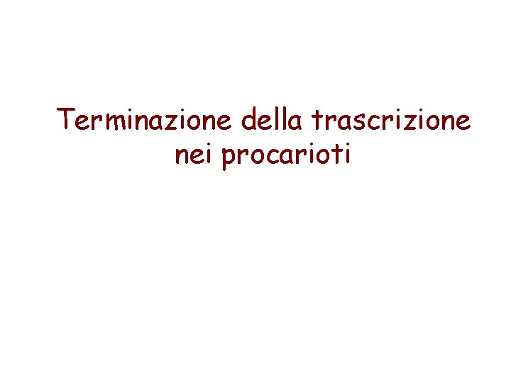 Terminazione della trascrizione nei procarioti 