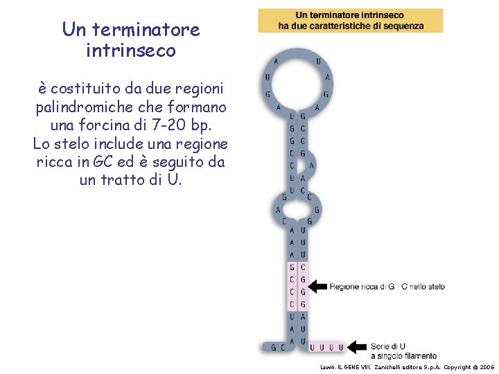 Un terminatore intrinseco è costituito da due regioni palindromiche formano una forcina di 7