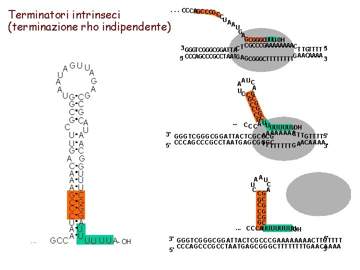 Terminatori intrinseci (terminazione rho indipendente) . . . A G U UA U G