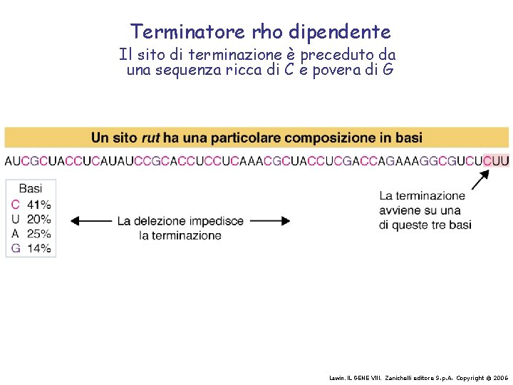 Terminatore rho dipendente Il sito di terminazione è preceduto da una sequenza ricca di