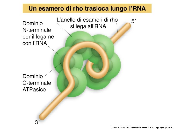 Lewin, IL GENE VIII, Zanichelli editore S. p. A. Copyright © 2006 