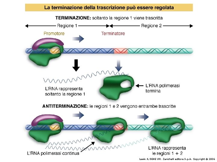 Lewin, IL GENE VIII, Zanichelli editore S. p. A. Copyright © 2006 