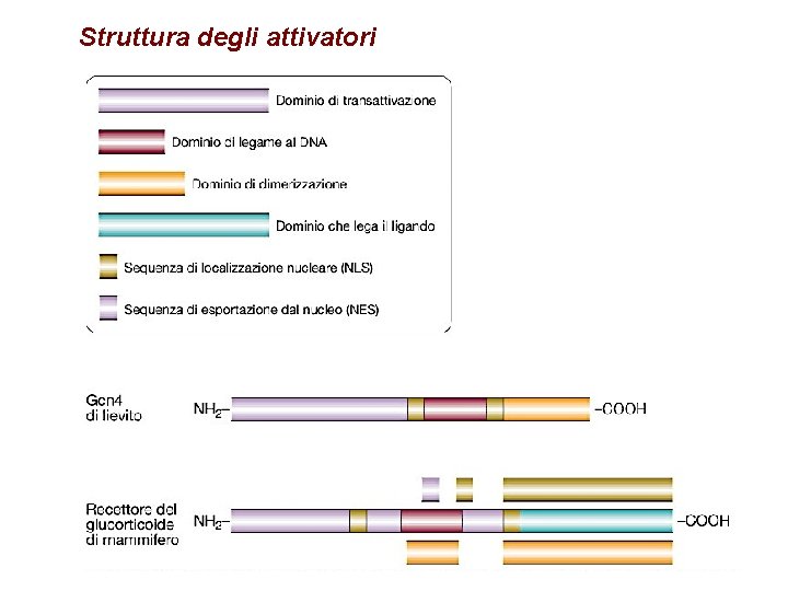 Struttura degli attivatori 