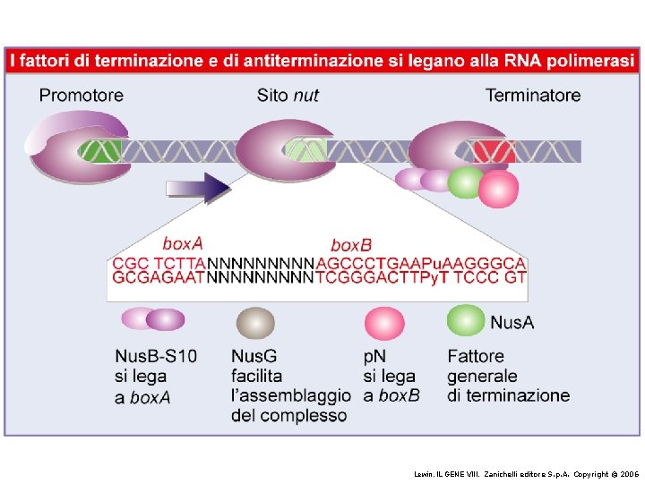 Lewin, IL GENE VIII, Zanichelli editore S. p. A. Copyright © 2006 