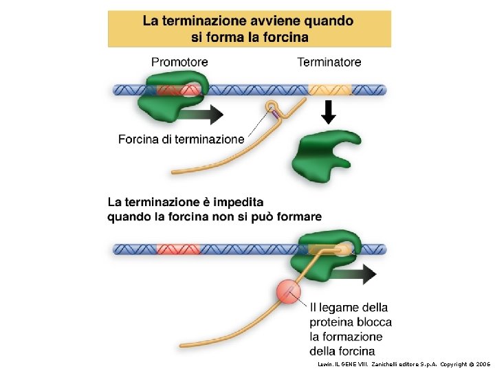 Lewin, IL GENE VIII, Zanichelli editore S. p. A. Copyright © 2006 