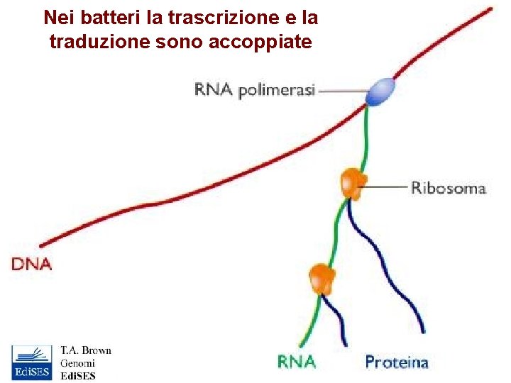 Nei batteri la trascrizione e la traduzione sono accoppiate 