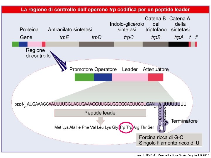 Lewin, IL GENE VIII, Zanichelli editore S. p. A. Copyright © 2006 