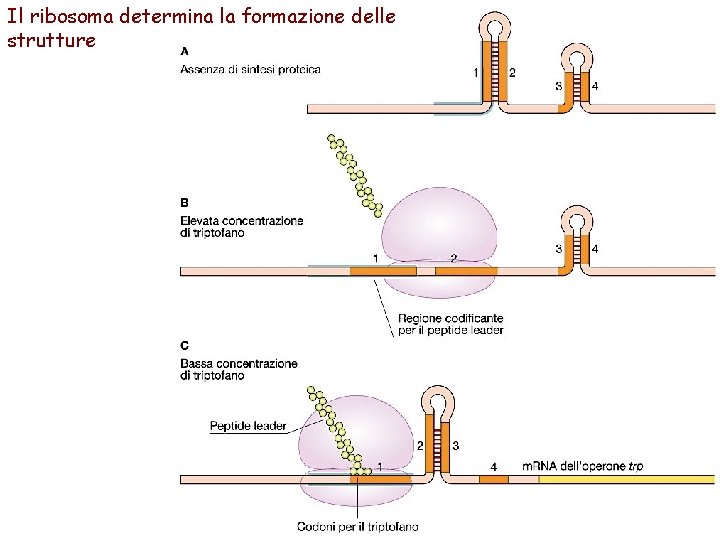 Il ribosoma determina la formazione delle strutture 