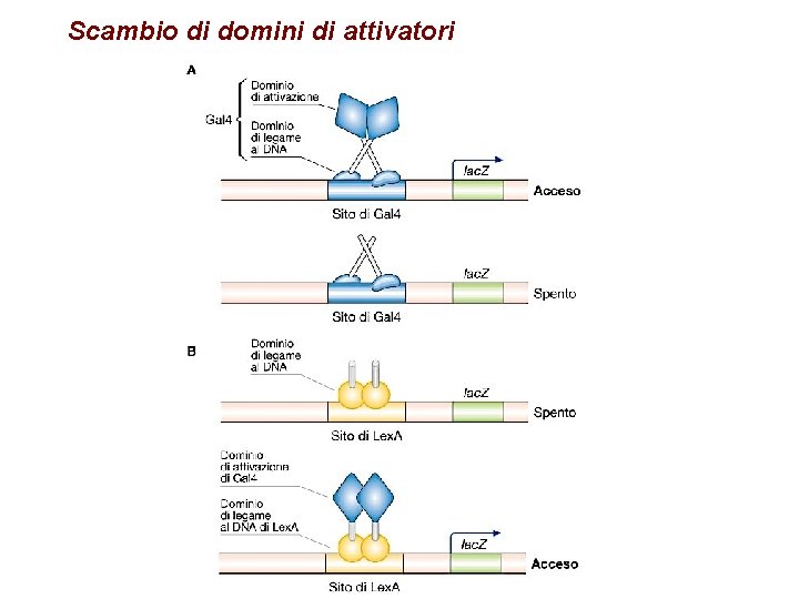 Scambio di domini di attivatori 