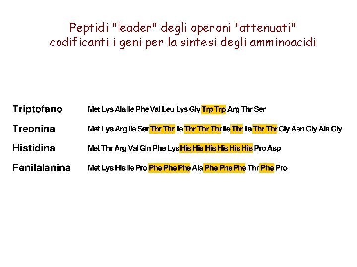 Peptidi "leader" degli operoni "attenuati" codificanti i geni per la sintesi degli amminoacidi 